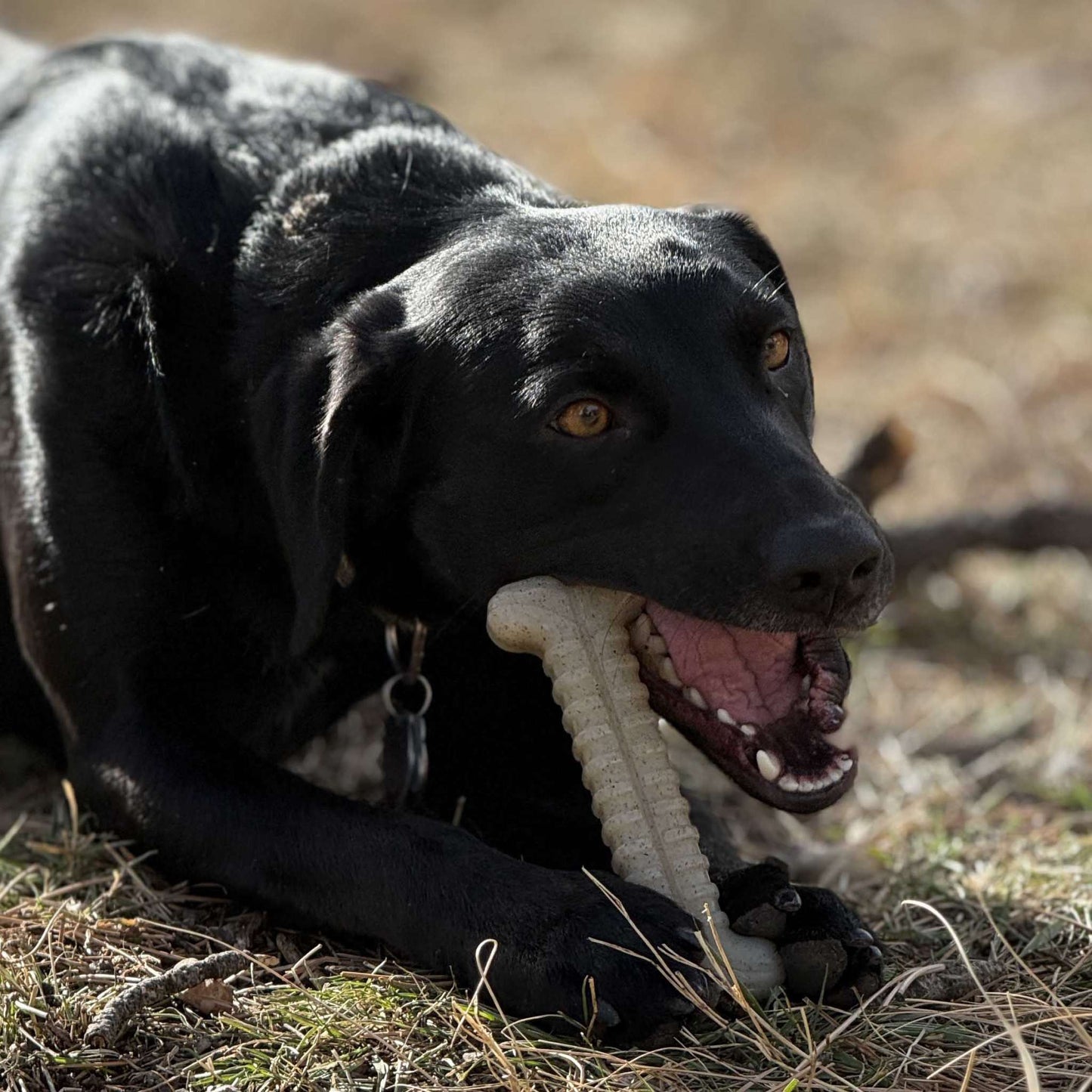 Black dog chewing on a white Tough Bone Nylon Chew Bone dog toy outdoors on grass