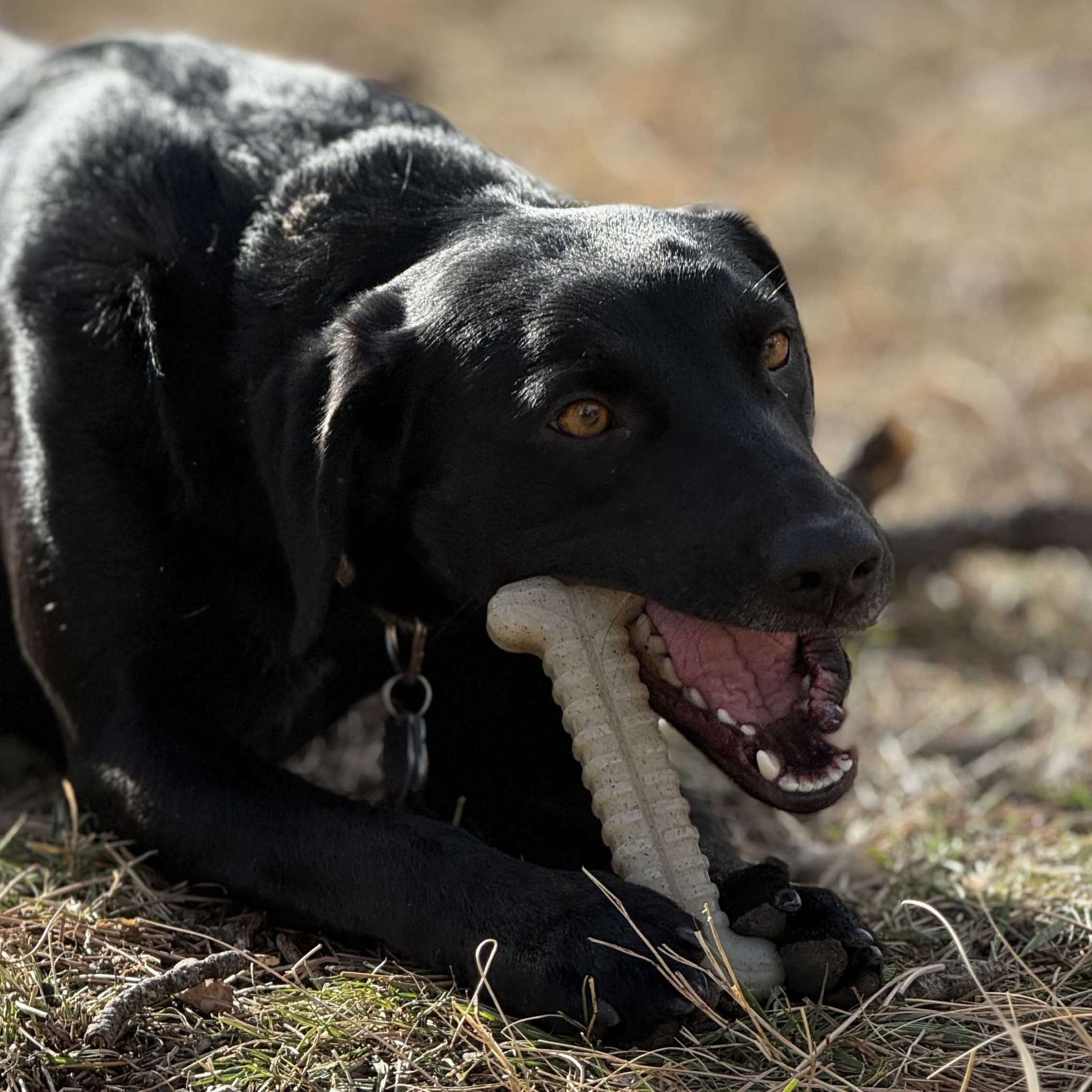 Black dog chewing on a white Tough Bone Nylon Chew Bone dog toy outdoors on grass