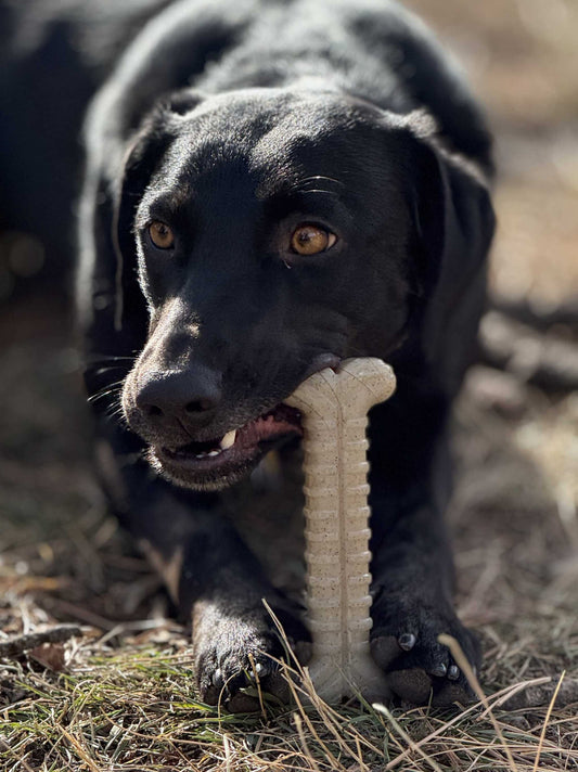 Black dog chewing on a beige ultra-durable Tough Bone Nylon Chew Bone outdoors