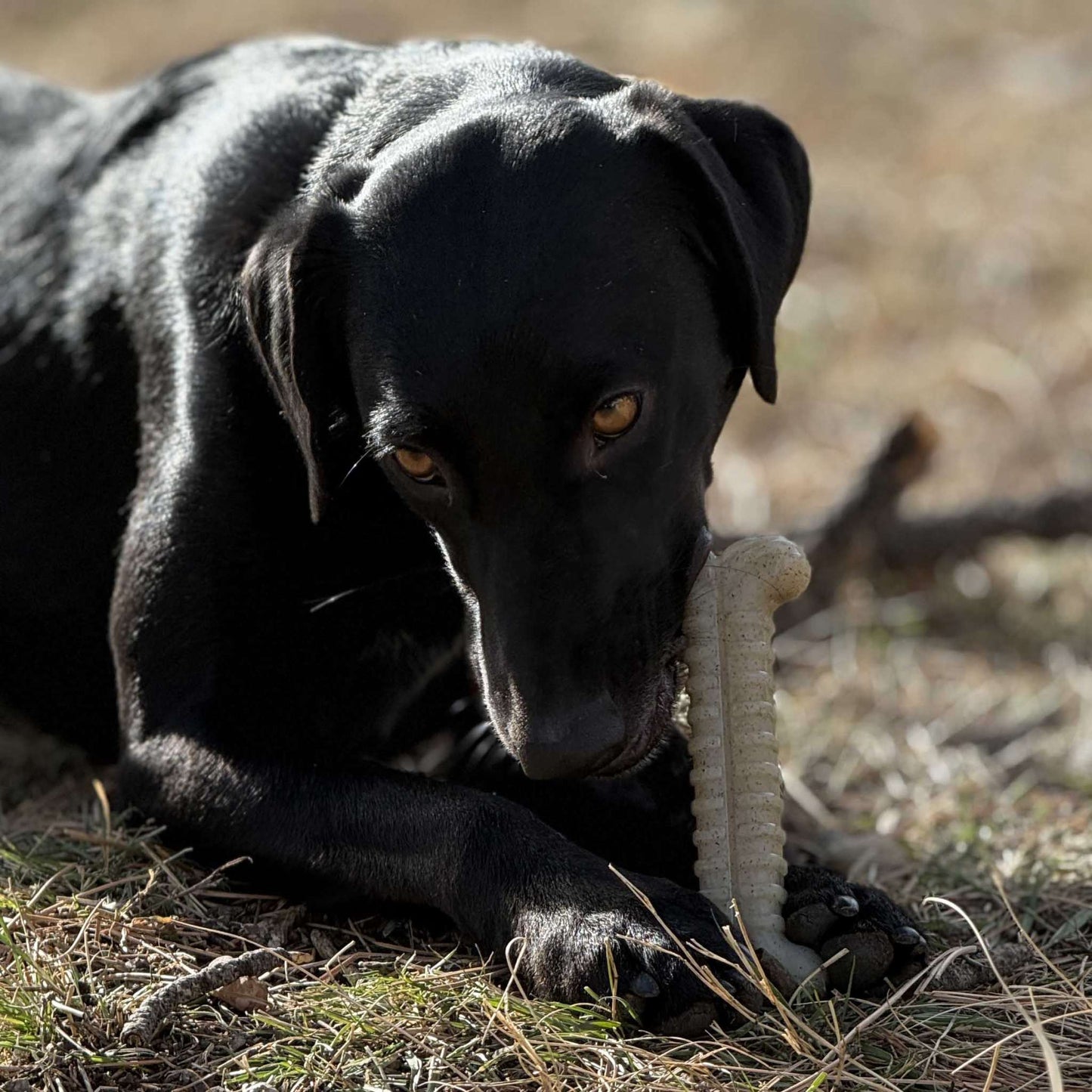 Black dog chewing on a SodaPup Tough Bone Nylon Chew Bone outdoors