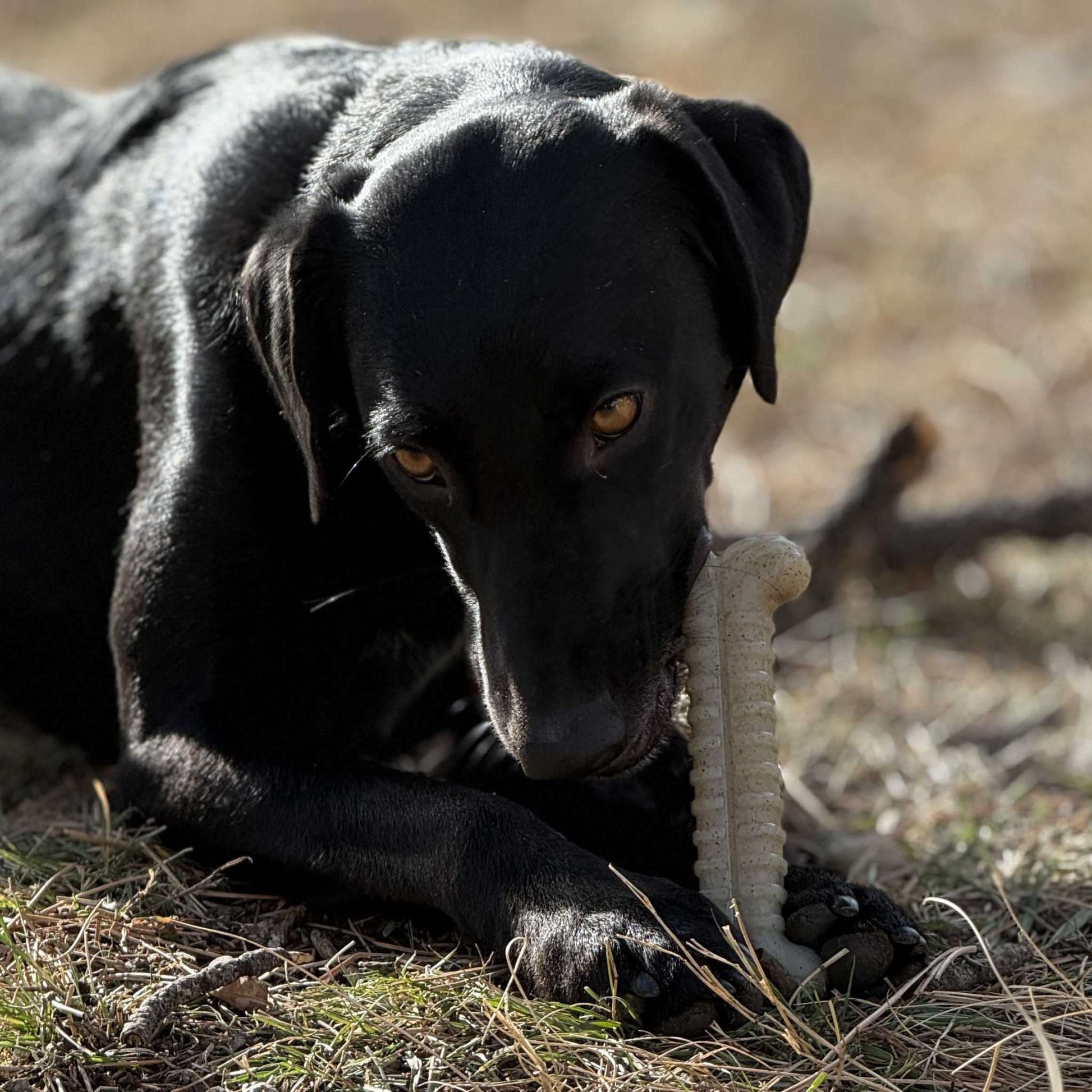 Black dog chewing on a SodaPup Tough Bone Nylon Chew Bone outdoors