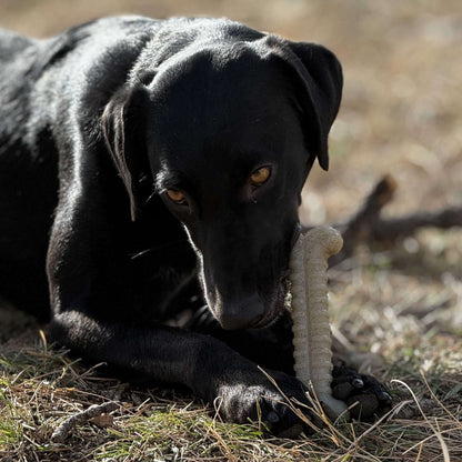 Black dog chewing on a SodaPup Tough Bone Nylon Chew Bone outdoors