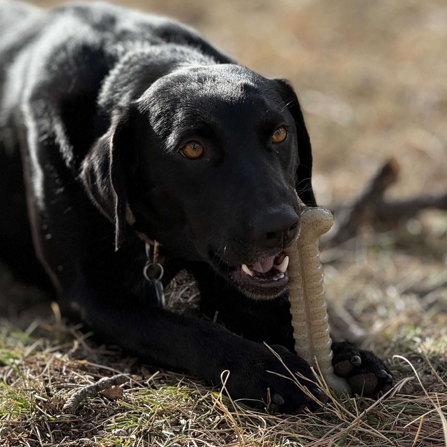 Black dog chewing on a tough bone nylon chew bone toy outdoors on grass