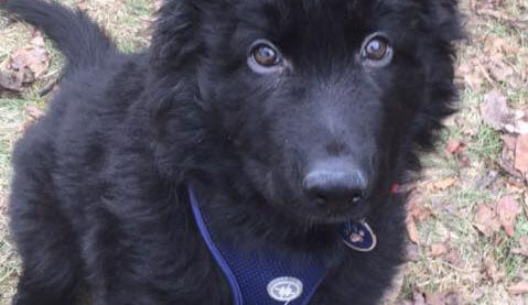 Three Session Package (Zen Dog Training)