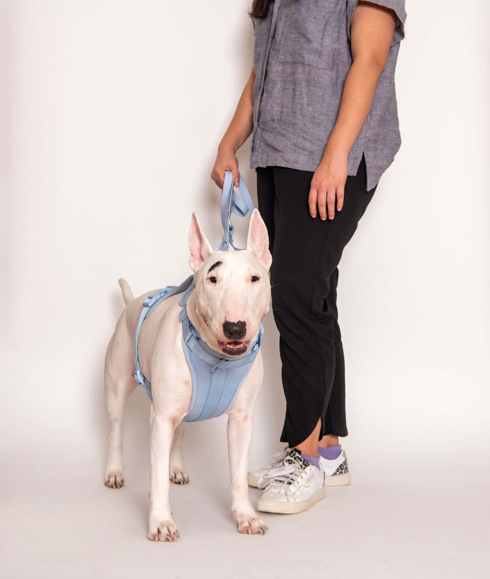 Comfortable stretchy and classic light blue dog harness worn by bull terrier with adjustable straps and cushioned pads