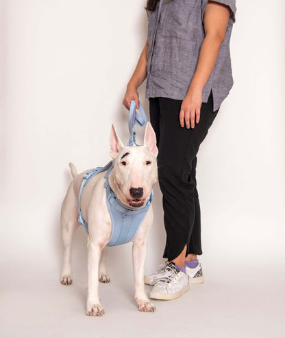 Comfortable stretchy and classic light blue dog harness worn by bull terrier with adjustable straps and cushioned pads