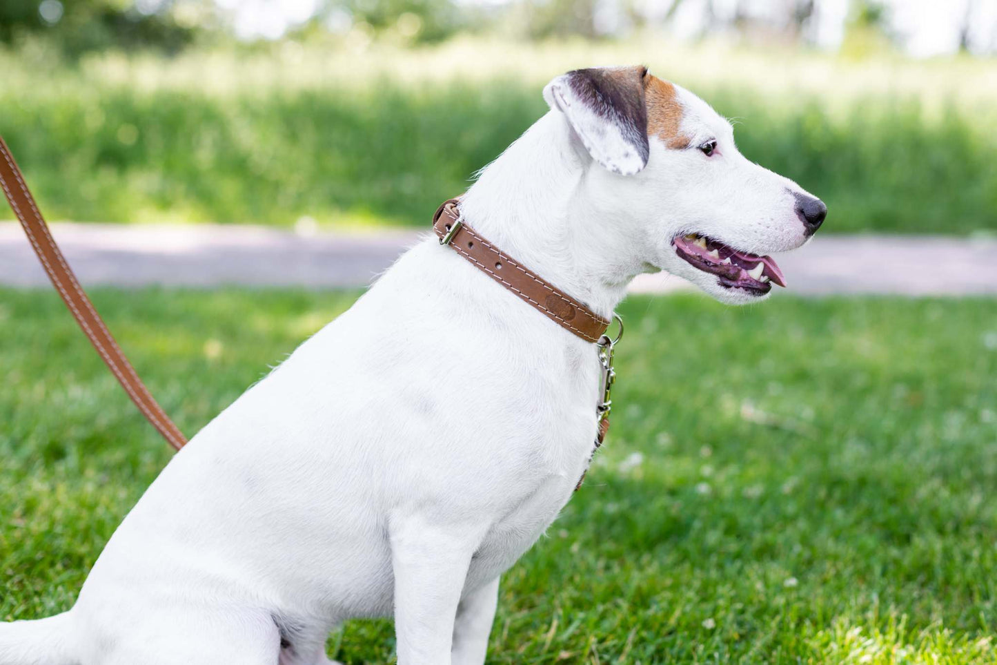 Pro Line Hunting Leather Collar and Leash Set with full-grain American leather and European steel