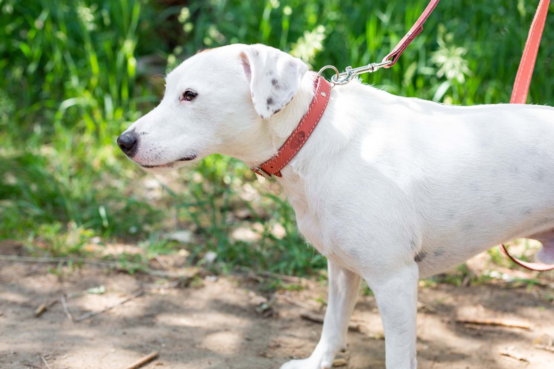 Pro Line Hunting Leather Collar and Matching Leash Set in Full-Grain Leather with European Steel