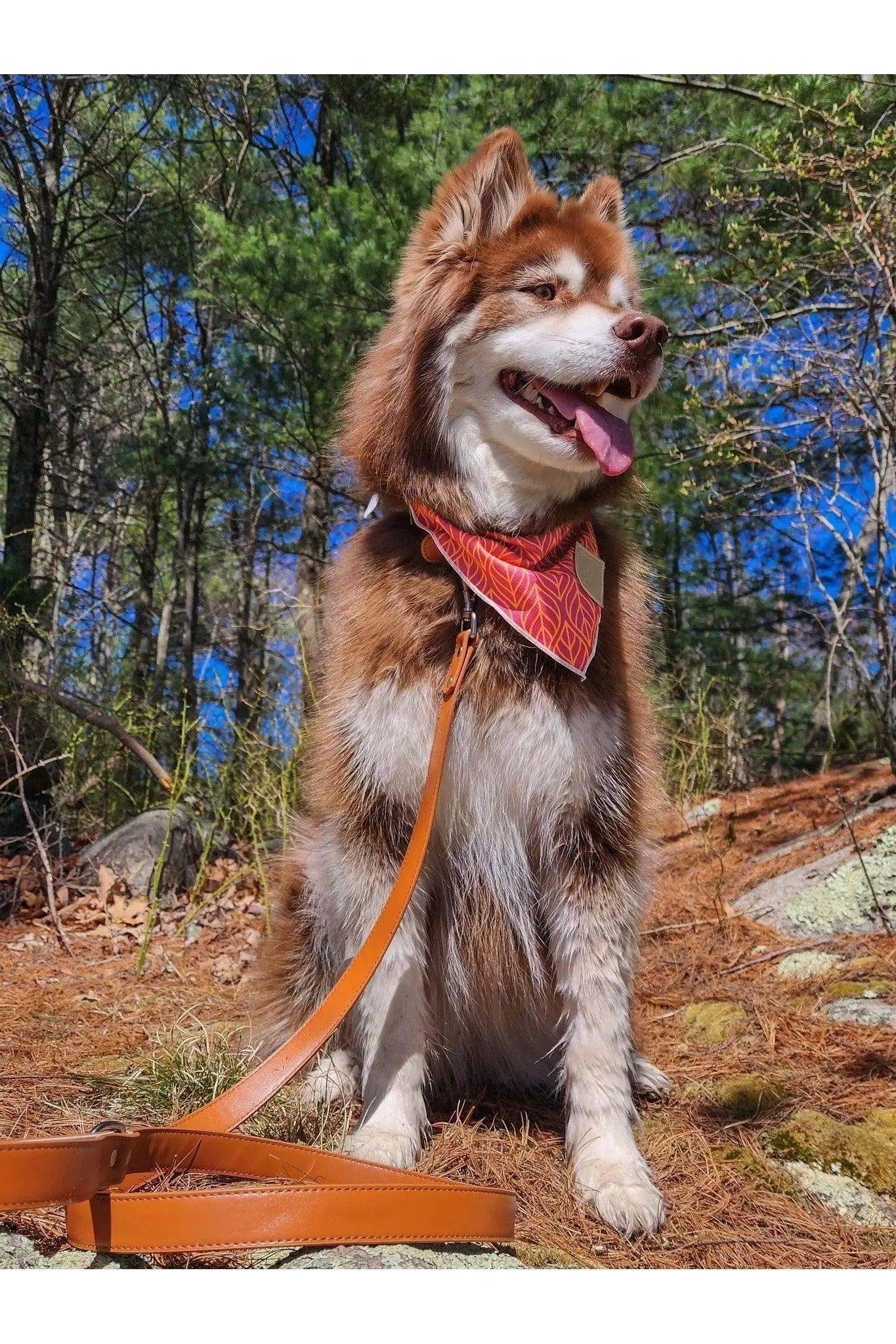 Dog wearing Twilight Trails Bandana outdoors with matching leash in forest setting