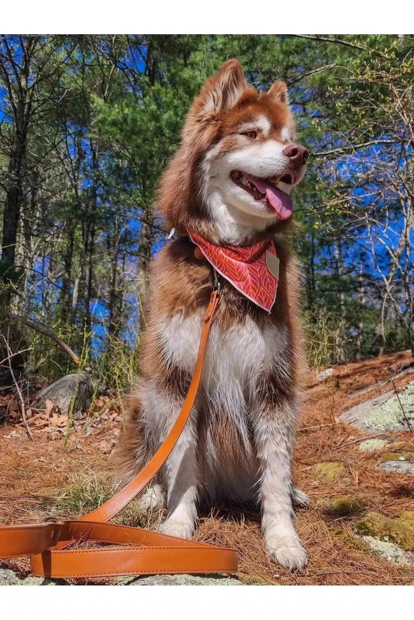 Dog wearing vibrant Twilight Trails bandana with matching orange leash outdoors in forest setting