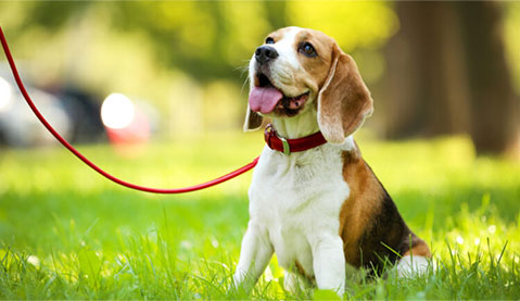 Two Session Package (Zen Dog Training)