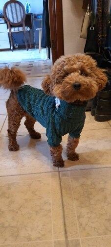 Winter Warm Knitted Turtleneck Sweater for Small Dogs and Cats - Cozy