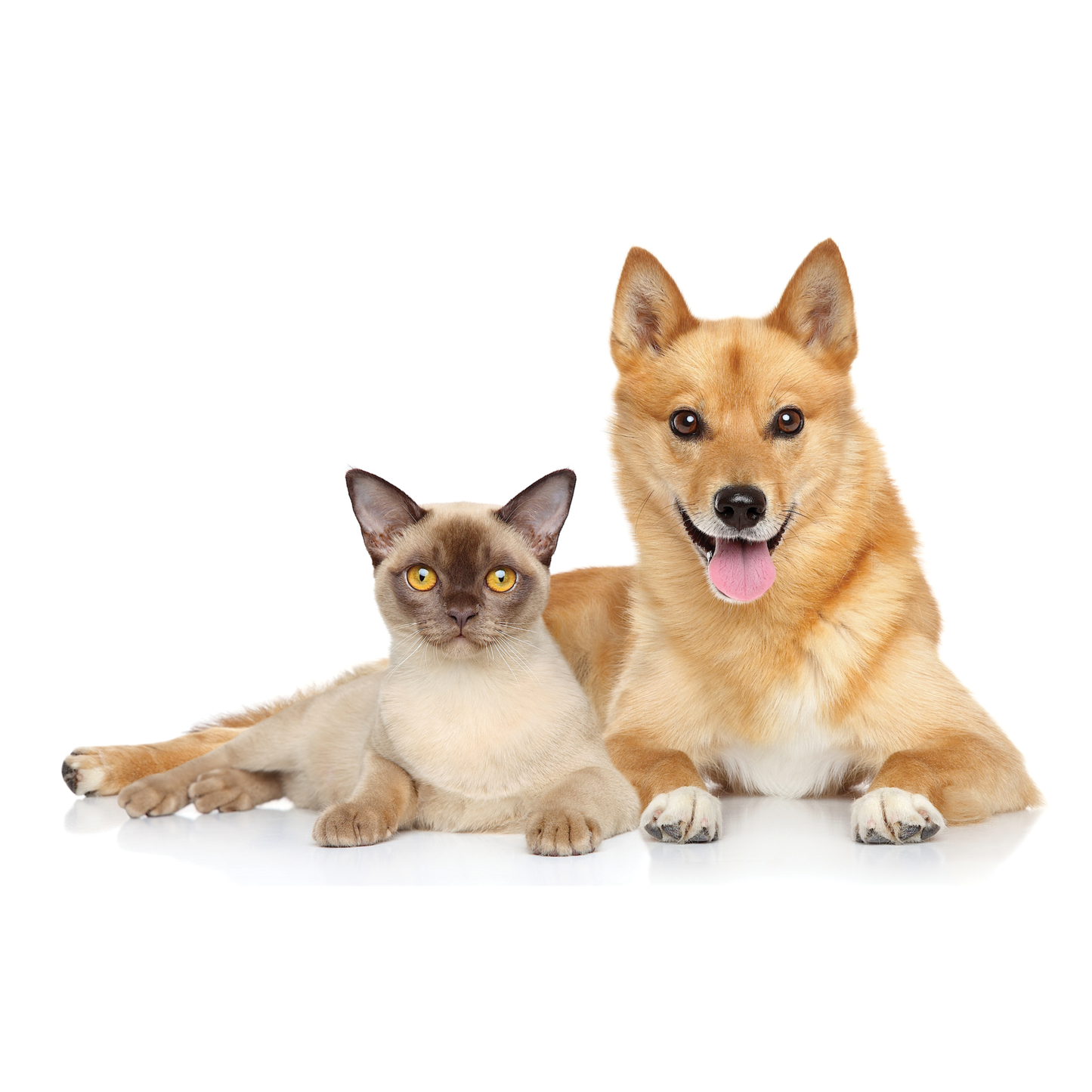 UBAVET UBACALM calming soft chews for dogs and cats natural anxiety relief with beef flavor