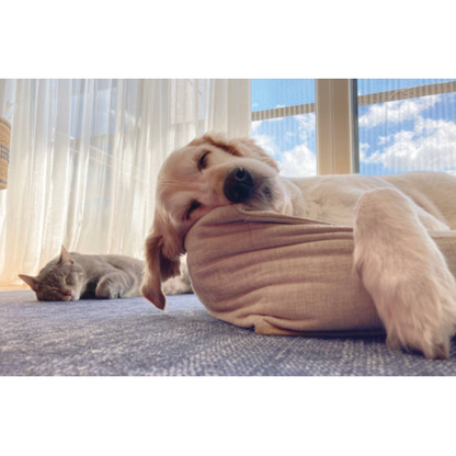 Relaxed dog and cat resting peacefully indoors, illustrating calmness supported by UBAVET UBACALM natural stress relief chews for pets.