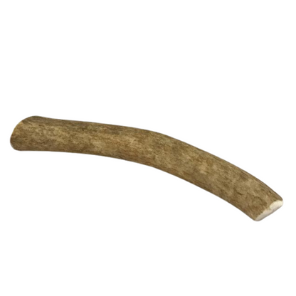 Medium whole elk antler dog chew for aggressive and heavy chewers