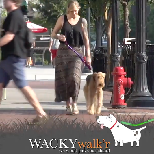 Shorter no pull leash Urban Walk'r for strong pullers and city walking with traffic handle and chew-resistant material