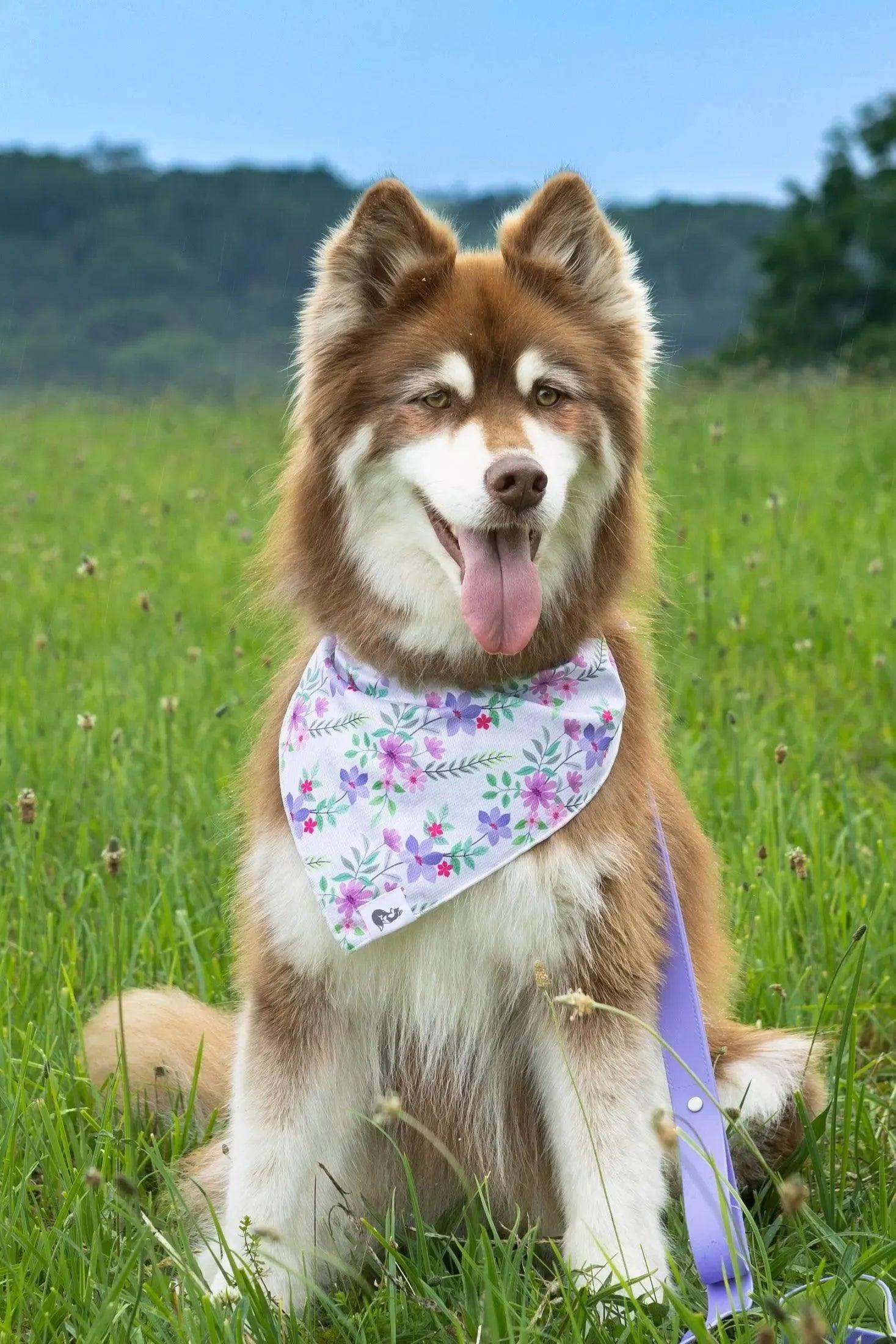 Dog wearing a colorful Wildflower Meadow Dog Bandana with floral pattern sitting in a green meadow