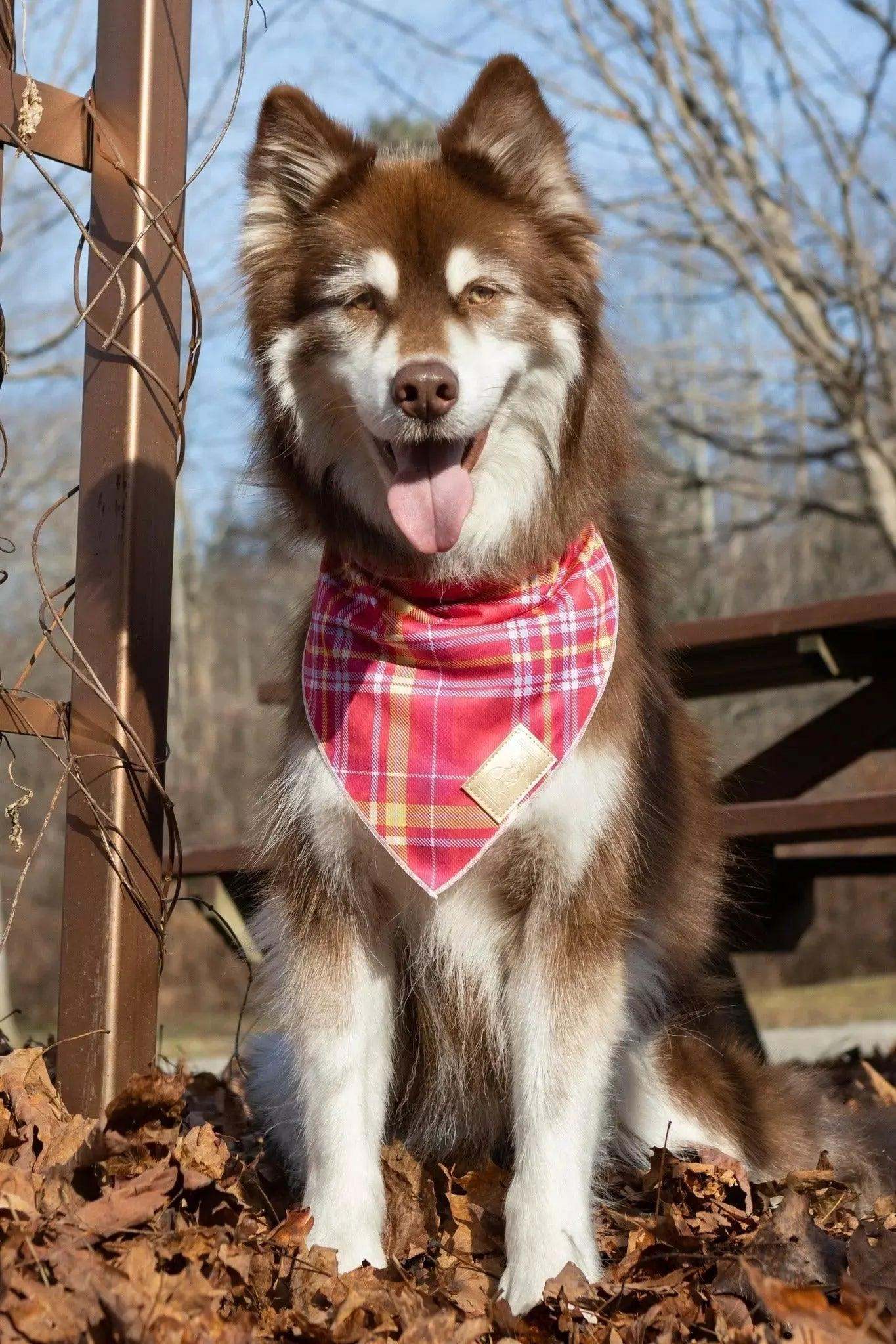 Dog wearing wine plaid dog bandana outdoors on autumn leaves