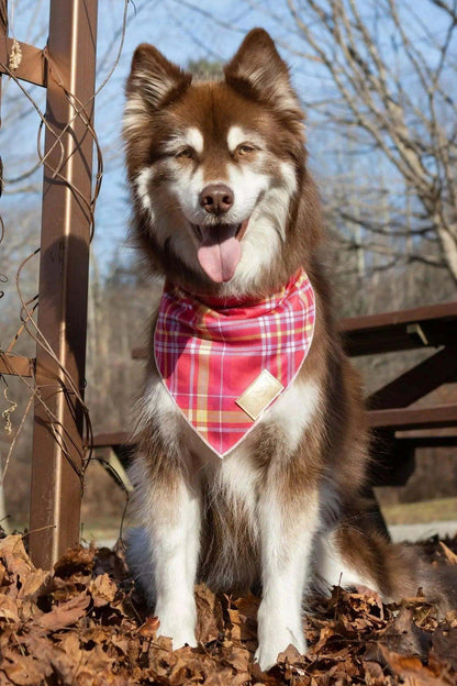 Dog wearing wine plaid dog bandana outdoors on autumn leaves