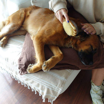 Person using two-sided pet brush with bristle and wire on brown dog lying on sofa cushion