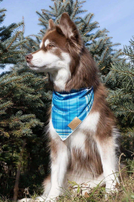 Blue spruce plaid quick-drying lightweight dog bandana