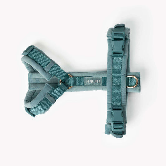 Blue velvet dog harness with gold hardware and padded lining