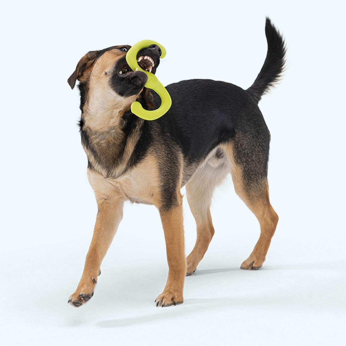 Bumi flexible bright yellow-green S-shaped dog toy made from durable thermoplastic rubber held by a medium-sized black and tan dog