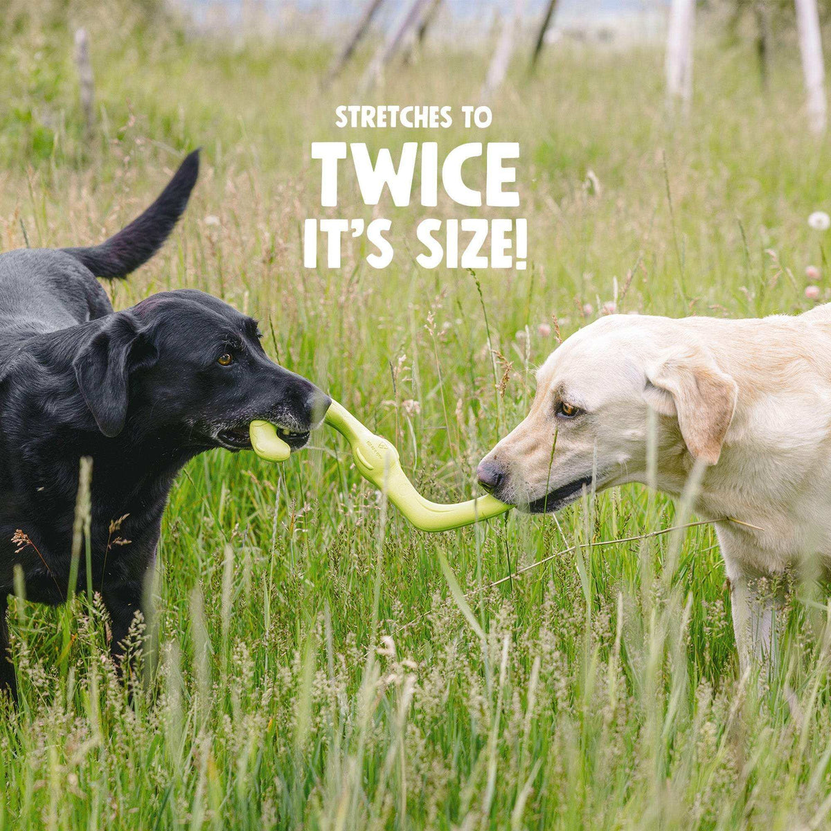 Bumi flexible yellow S-shaped dog toy made of durable thermoplastic rubber being chewed by two dogs during tug-of-war