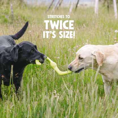 Bumi flexible yellow S-shaped dog toy made of durable thermoplastic rubber being chewed by two dogs during tug-of-war