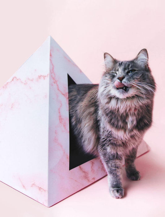 Rose Quartz cardboard cat pyramid with gray tabby cat on pink background