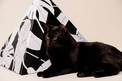 Black cat sitting next to Dark Paradise Cardboard cat pyramid with black and white design