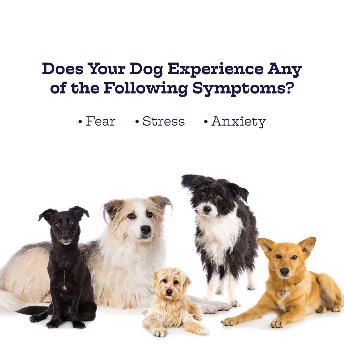 Chillout Chews for Dogs - Natural Stress Relief and Anxiety Support