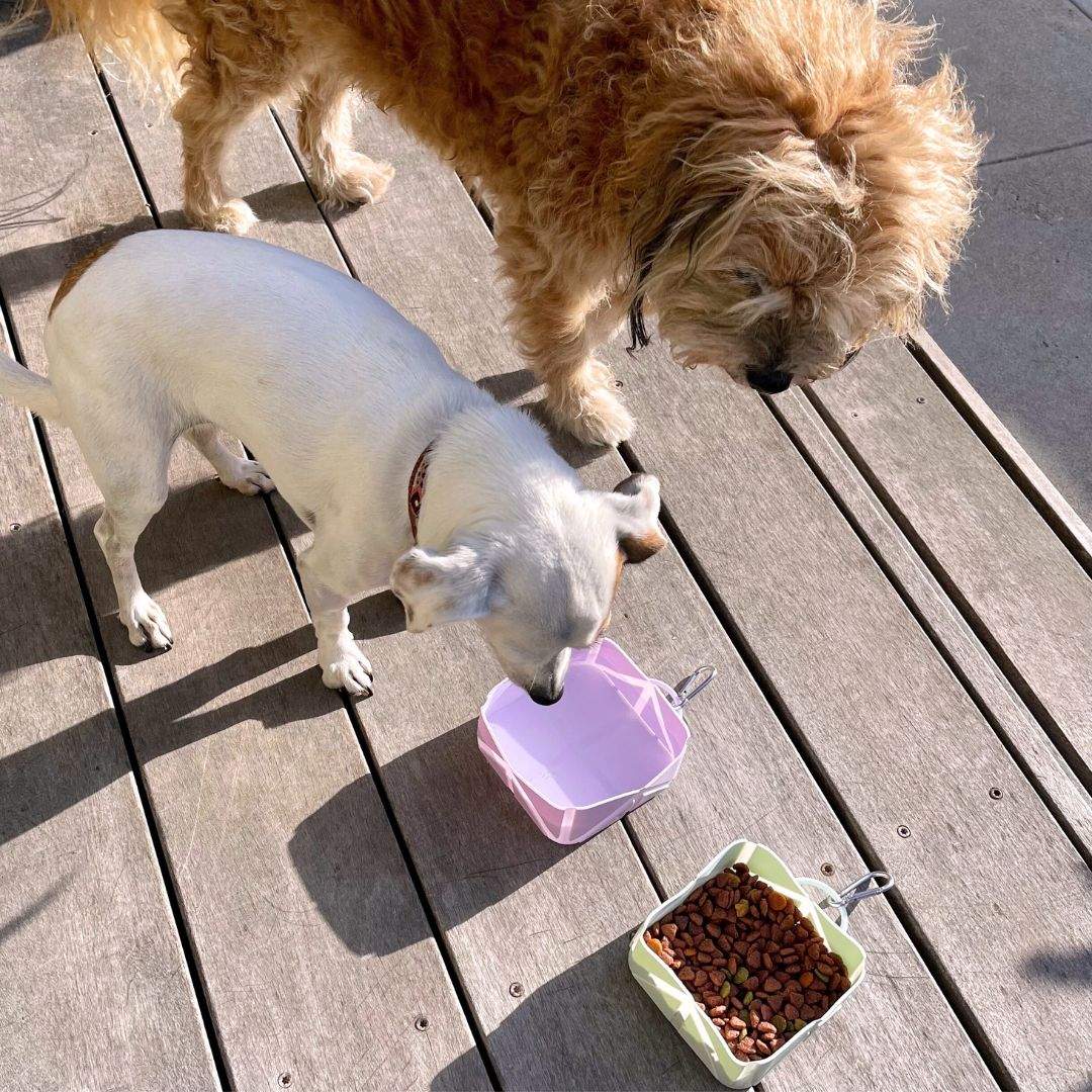 Compact foldable silicone pet food and water bowl with carabiner for travel