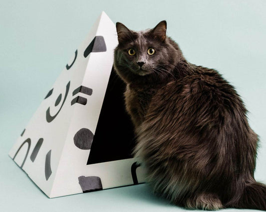 Gray long-haired cat sitting beside a black and white doodle patterned cardboard cat pyramid.