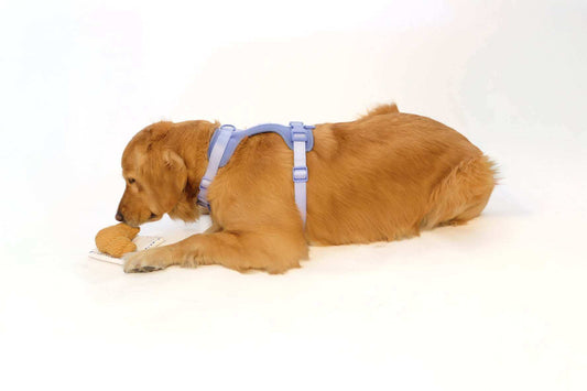 Croissant shaped nose work dog toy with squeaker and treat hiding spot