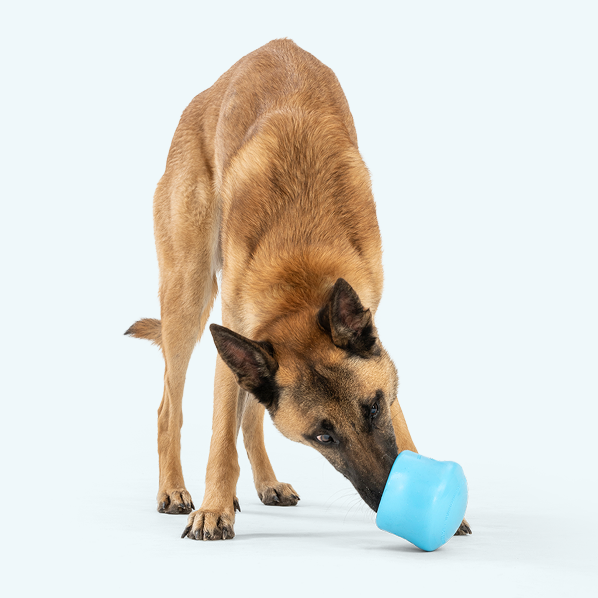 customizable puzzle and treat toy in bright blue flexible rubber with treat compartments held by dog with tan and black fur