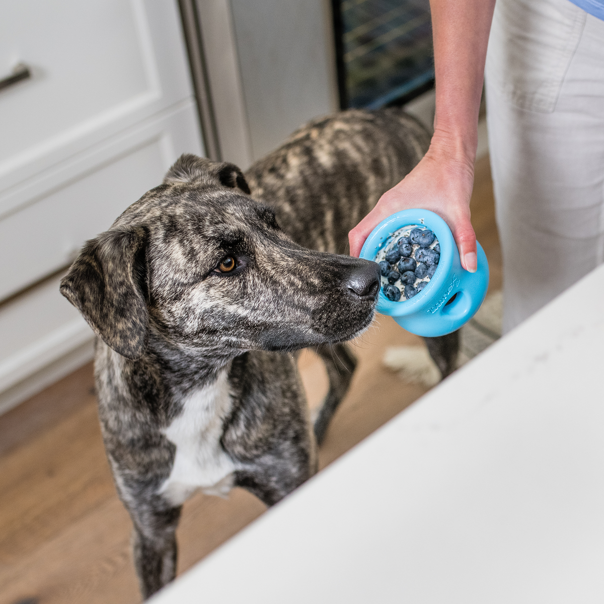 customizable puzzle and treat toy in blue rubber filled with blueberries held near a brindle dog in a kitchen
