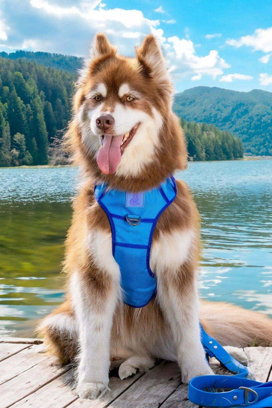 dockside adventures ultimate dog harness with reflective straps and metal clips