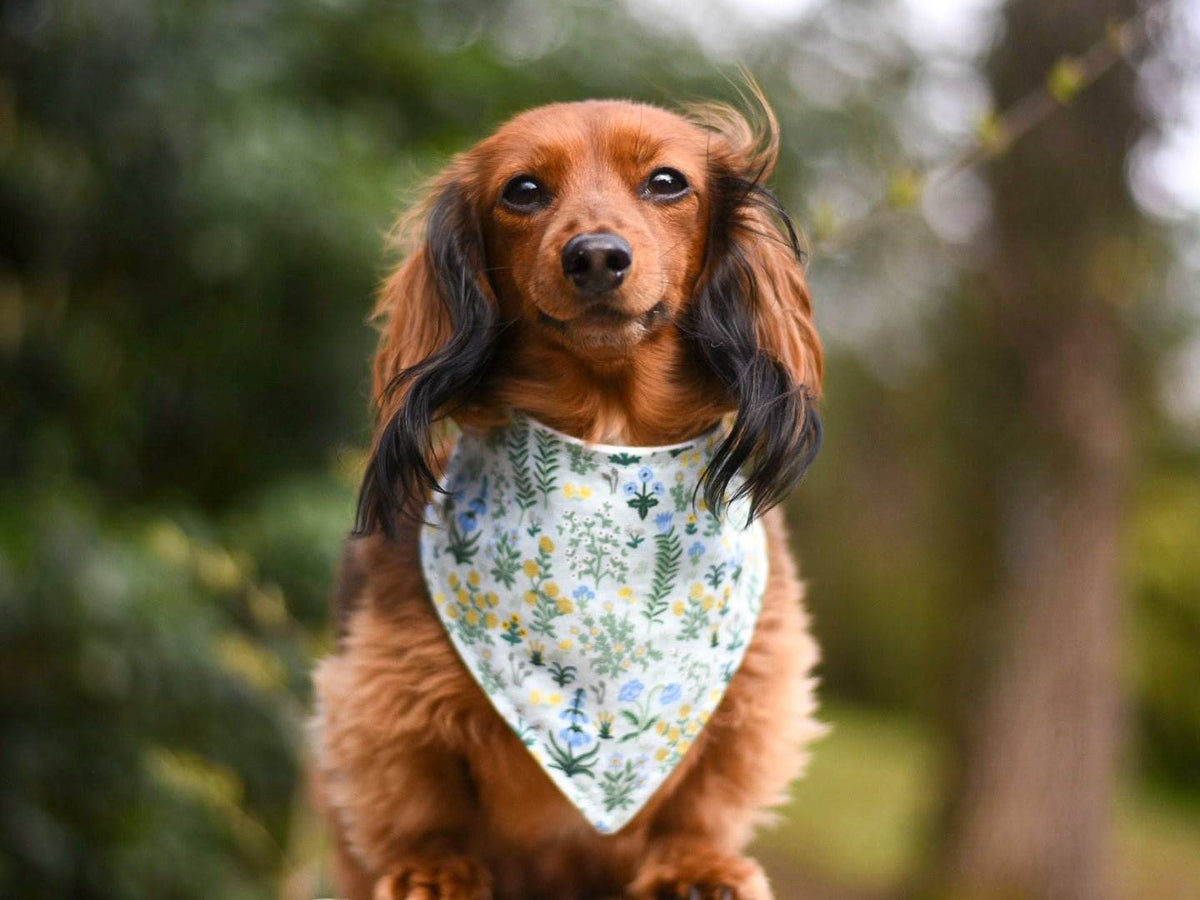 Dog wearing adjustable i love mom dog bandana with snap closures
