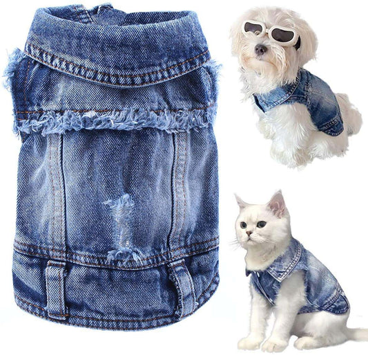 Small dog wearing blue denim jean jacket with lapel collar