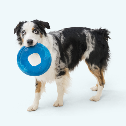 Black and white Australian Shepherd dog holding a bright blue dogs favorite high-flying disc with a center hole