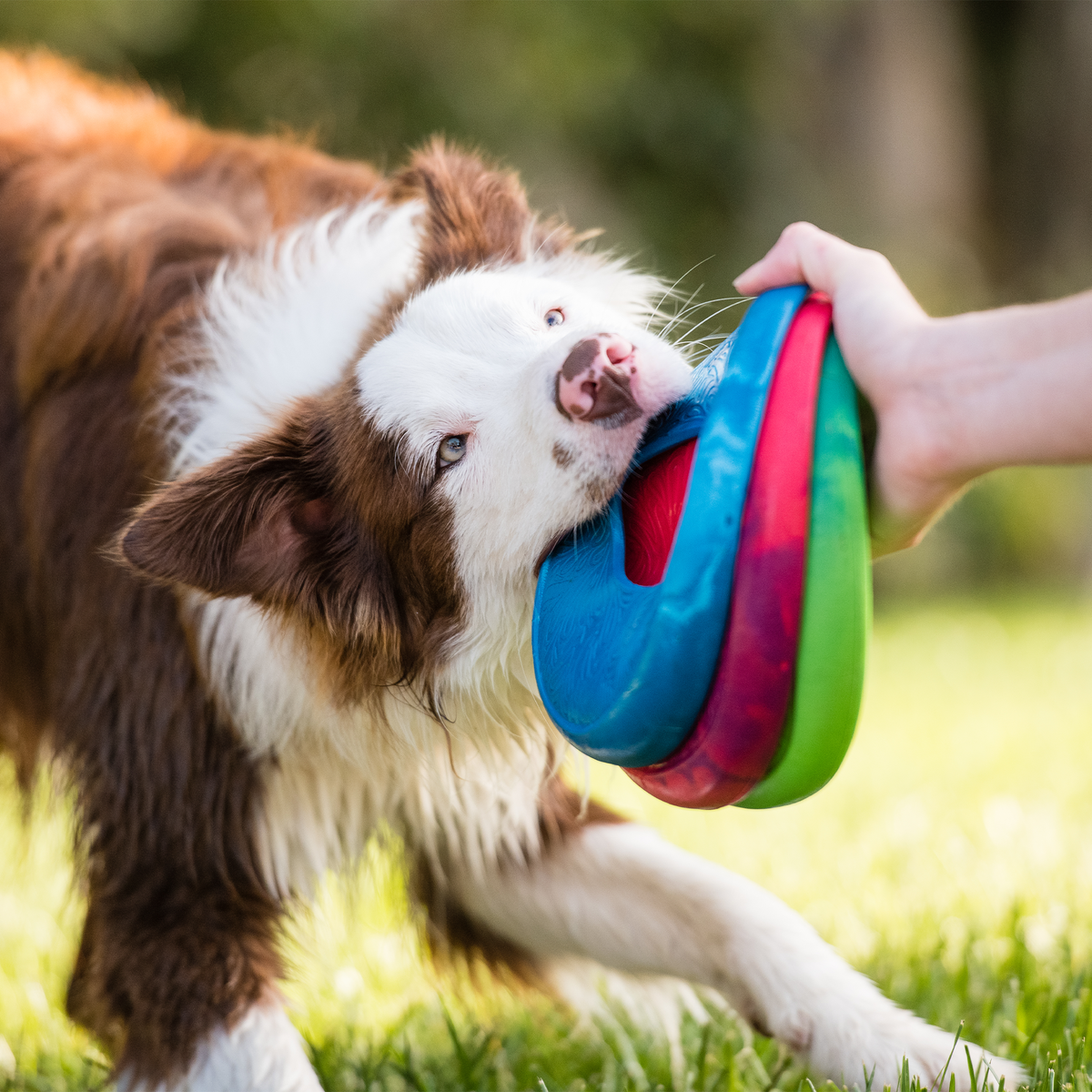 Brown and white dog biting and pulling on a colorful blue, green, and red durable flying disc held by a hand, dogs favorite high-flying disc