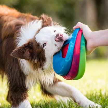 Brown and white dog biting and pulling on a colorful blue, green, and red durable flying disc held by a hand, dogs favorite high-flying disc