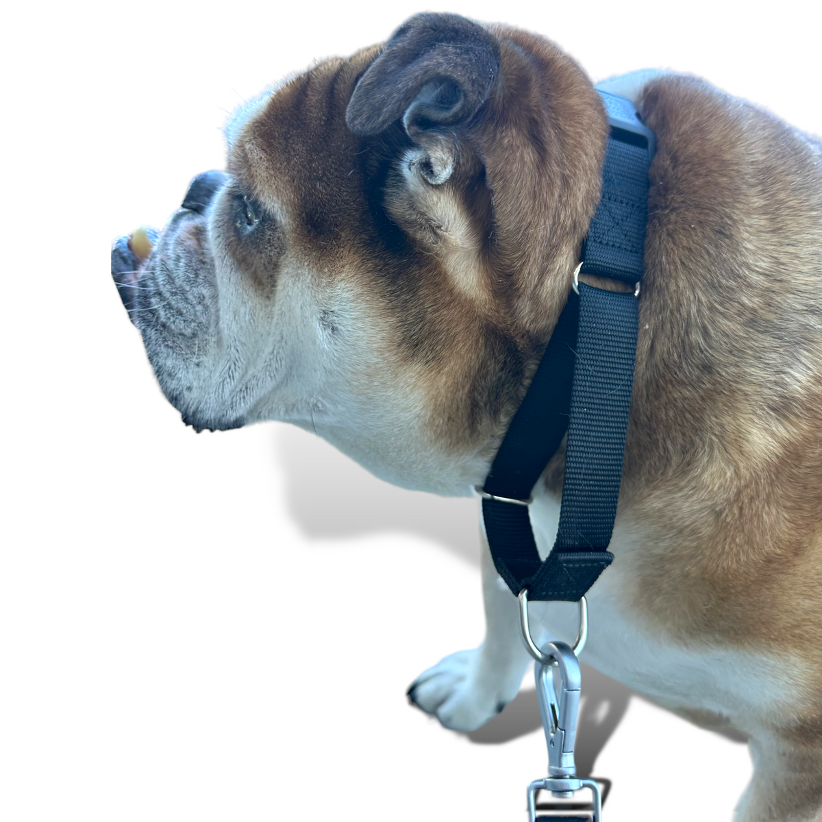 Durable nylon martingale dog collar with fast-release buckle