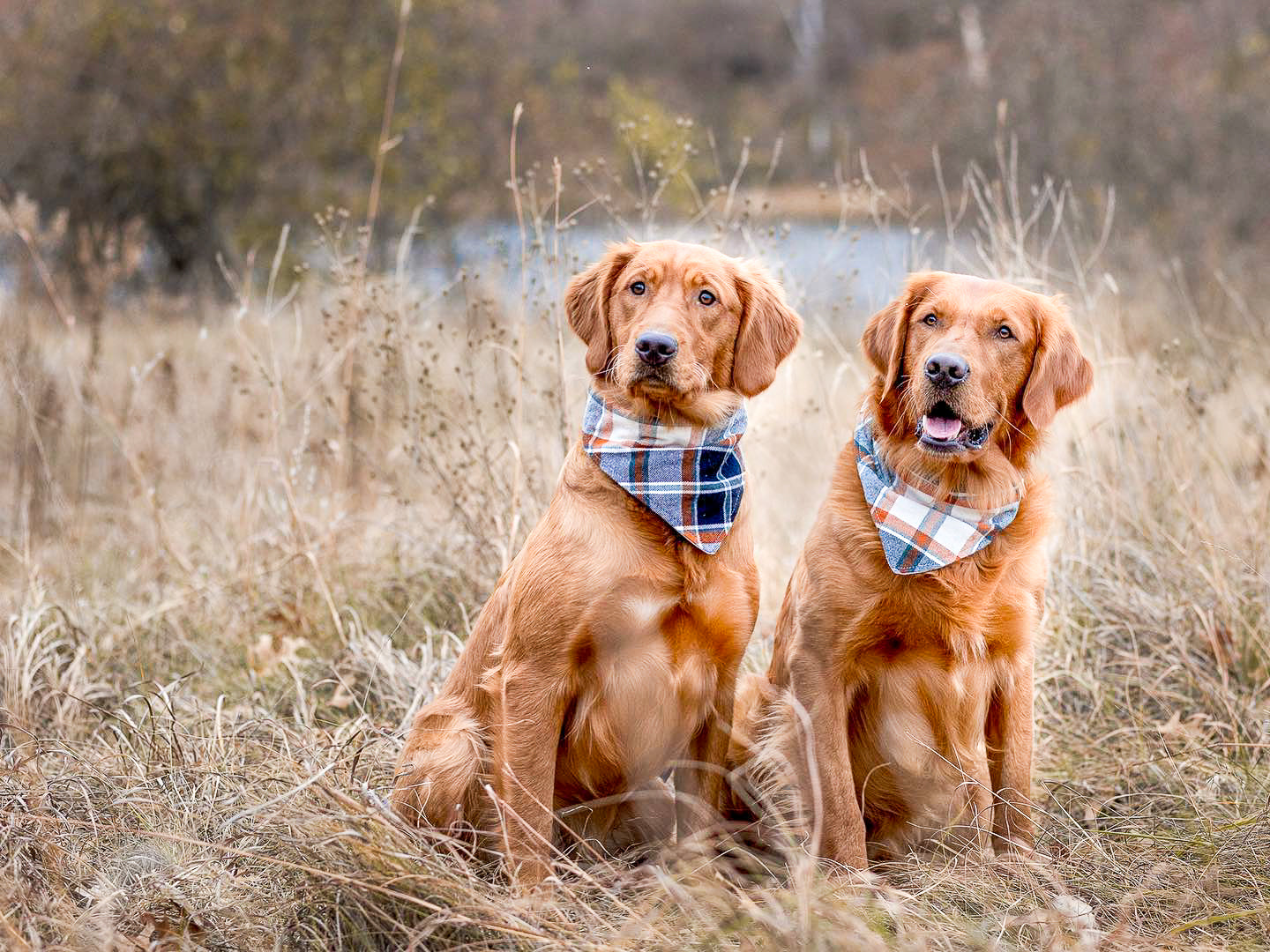 Happy Sunshine Dog Bandana - Summer Handmade Adjustable Dog Accessory