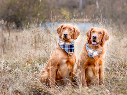 Orange Bees Dog Bandana - Adjustable, Washable & Stylish Pet Accessory