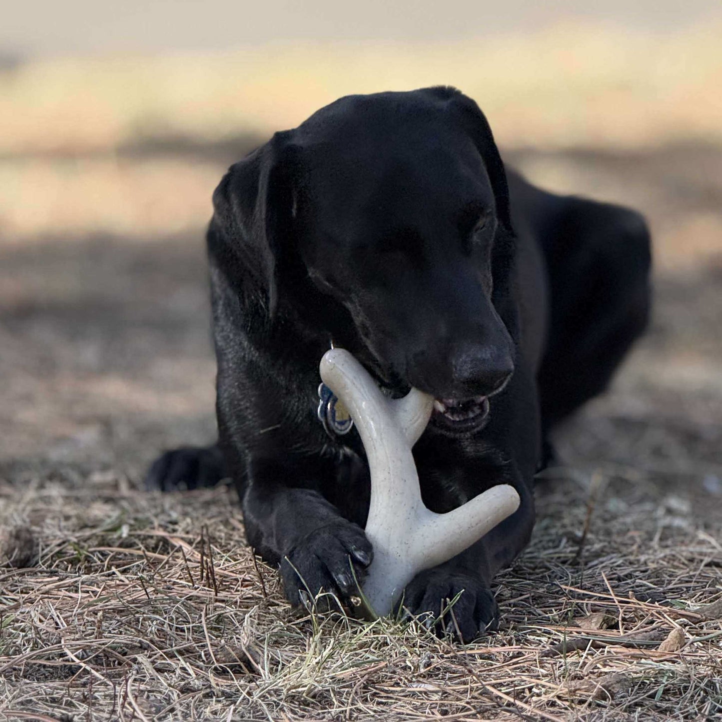 Ever Antler nylon chew bone elk antler shaped dog toy for aggressive chewers