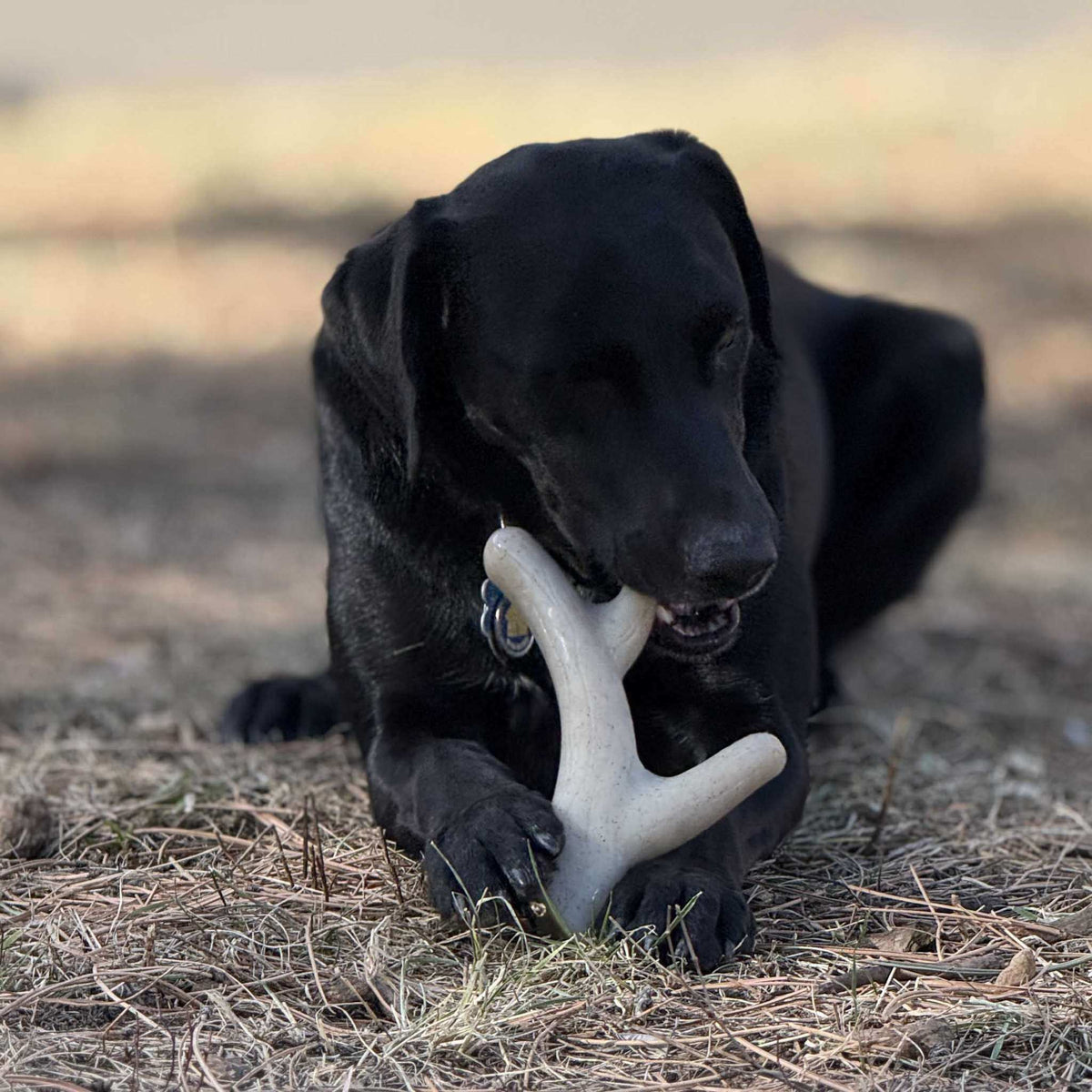 Ever Antler nylon chew bone elk antler shaped dog toy for aggressive chewers