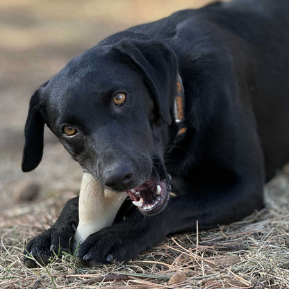 Ever Antler nylon chew bone dog toy elk antler shape durable for aggressive chewers