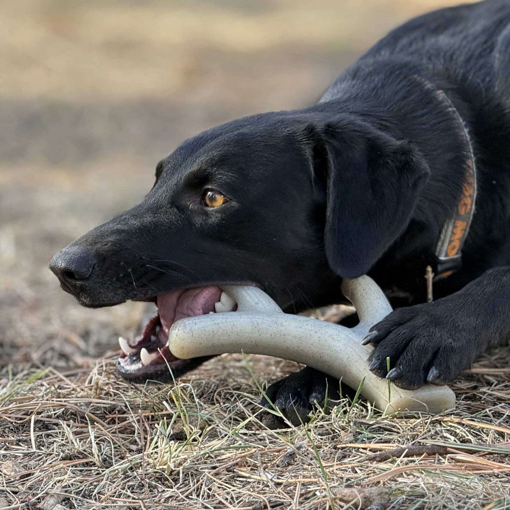 Ever Antler nylon chew bone elk antler shaped dog toy for aggressive chewers